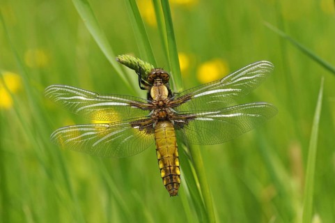 Broad-bodied Chaser adult