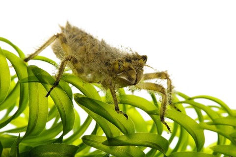Broad-legged chaser nymph
