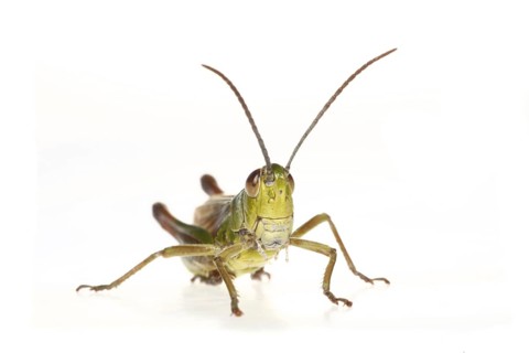 Meadow grasshopper