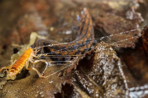 Adult New Zealand velvet worm