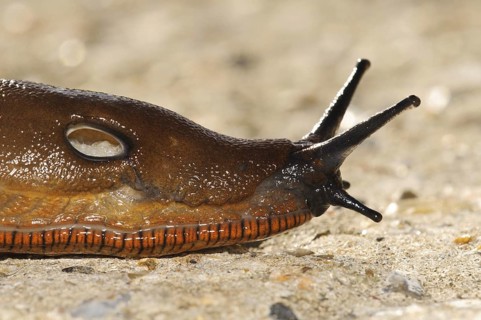 Red Slug