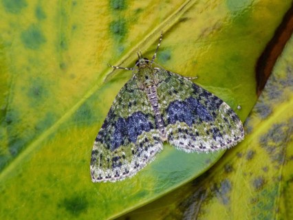 Yellow-barred Brindle