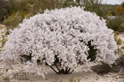 Lambswool Bush