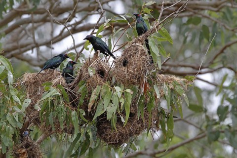 Adult metallic starling