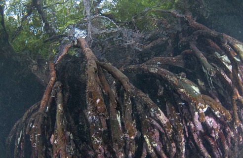 Mangrove