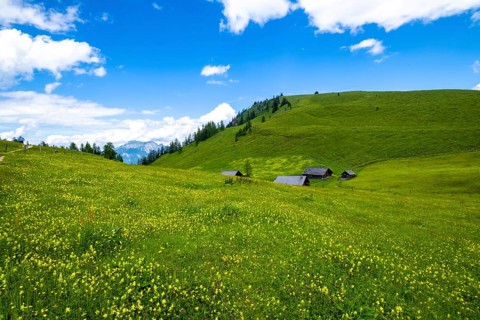 Flower meadow on the Postalm in the Salzkammergut