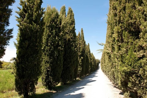 Mediterranean cypress