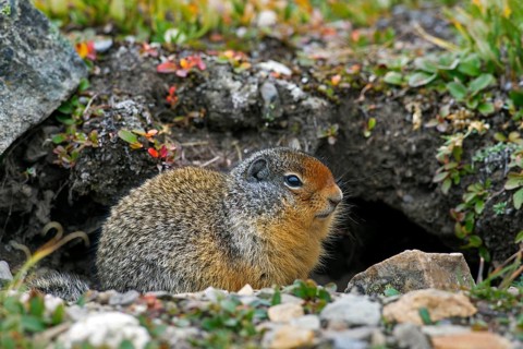 Columbian columbian ground squirrel