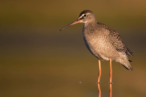 Spotted redshank