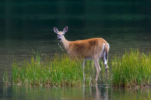 White-tailed deer