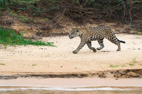 Jaguar