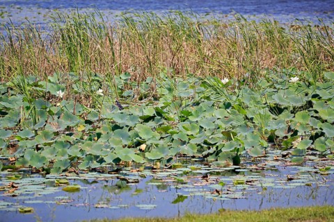 Indian lotus