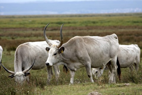 Hungarian grey cattle