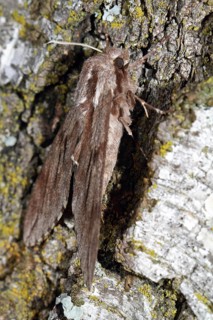 Pine Hawk Moth