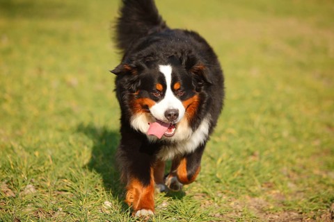 Bernese Mountain Dog