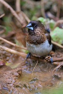 White-rumped Munia