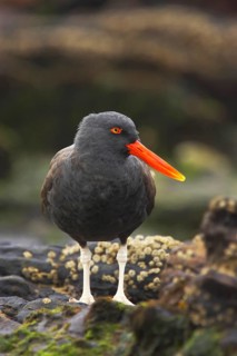 Blackish oystercatcher