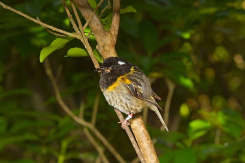 Stitchbird