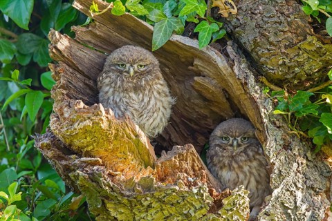 Little Owl