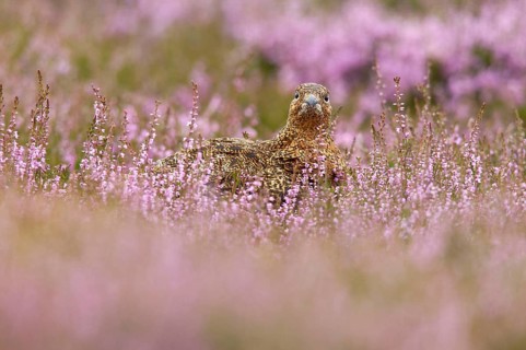 Red Grouse