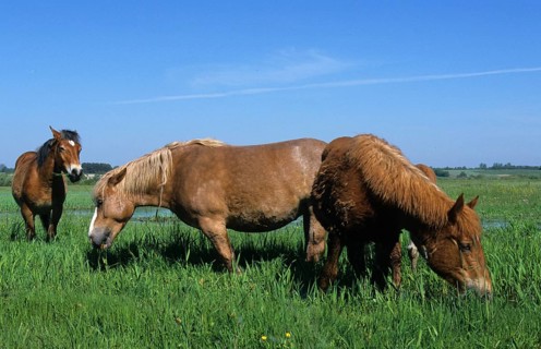 Horse Sokolskie horse feeding in the Biebrza marshes