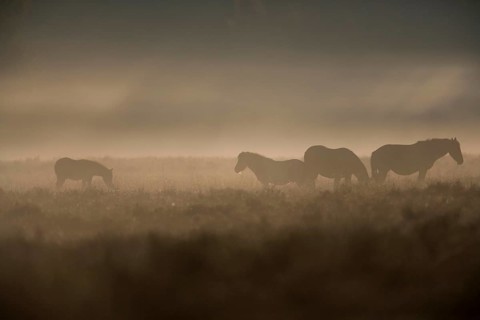 New Forest Pony