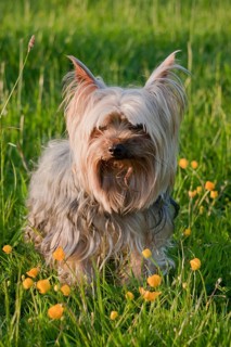 Pet dog
