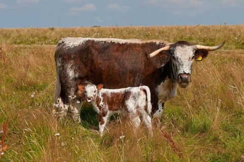 Domestic Cattle