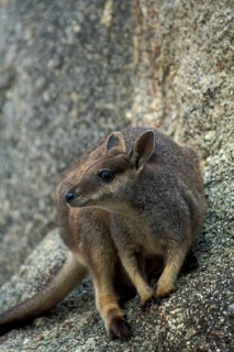 Queensland Rock Kangaroo