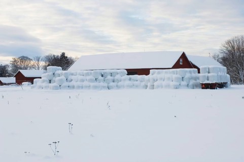 Plastic wrapped round silage bales