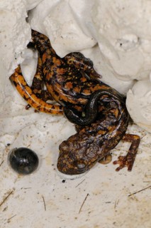 Strinati's Cave Salamander