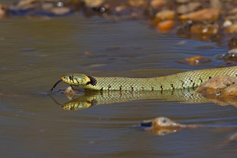 Grass snake