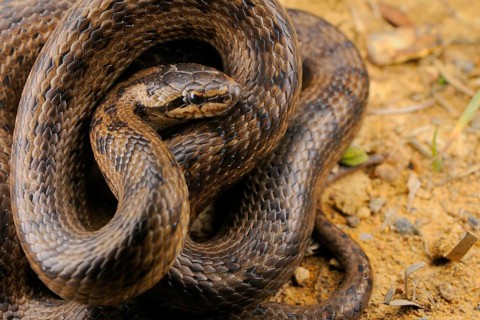 Smooth snake