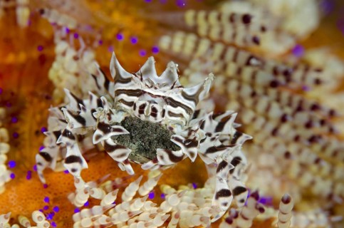 Zebra Urchin Crab