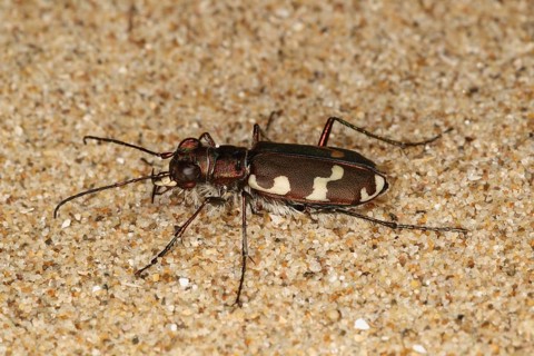 Coastal sand beetle