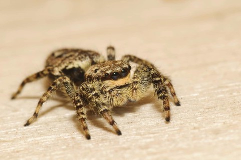 Fencepost Jumping Spider
