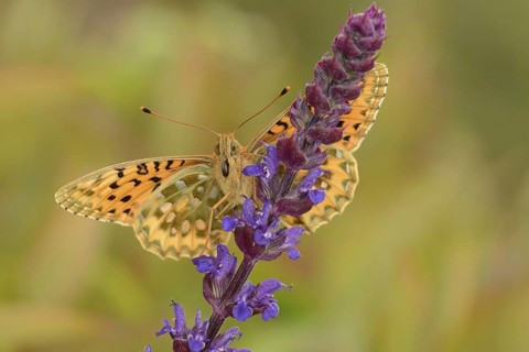 Argynnis aglaia