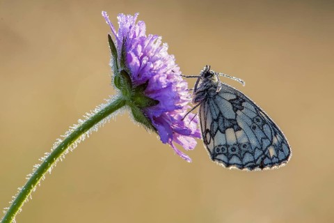 Marbled White