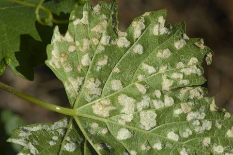Grapevine blister mite