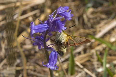 Broad-bordered Bee Hawkmoth