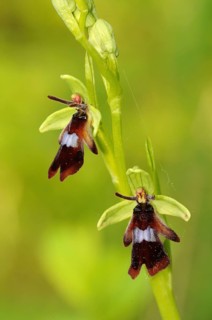 Fly Orchid