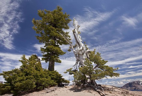 White pine