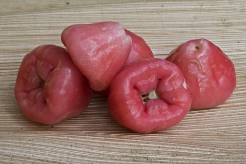 Wax Apple