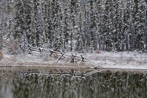 Snow covered fence and spruce trees reflected in pond