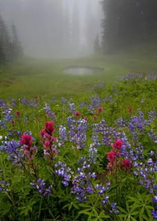 Misty forest pool with broadleaf lupin and magenta paintbrush