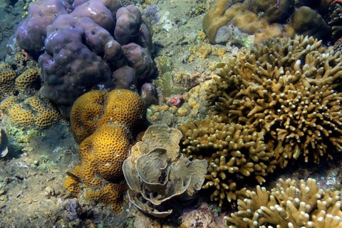 Stony corals
