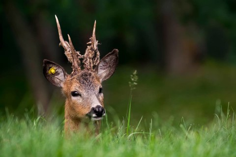 European roe deer