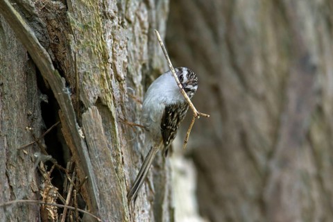 Eurasian treecreeper