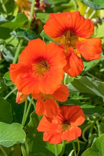 Garden nasturtium
