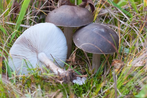 Dark fleshed soft mushroom